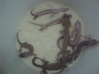 7 geckos.jpg