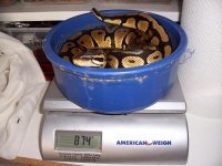 Copy of 900 Gram Pastel Female (2).JPG