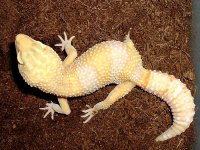2004_12040.1albino.JPG