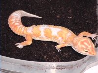 albinos 007.jpg