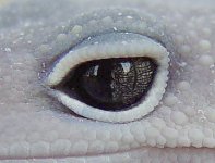 bliz eye crop.jpg