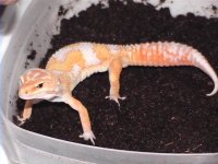 albinos 003.jpg