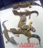 geckoaddpic2.jpg