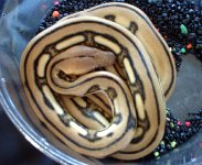 retic.jpg