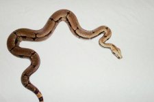 male bolivian amarali(2).jpg
