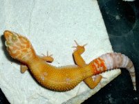 2004_12040.1Hybino.JPG
