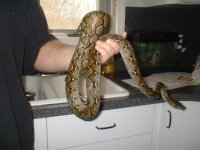 retic3.jpg