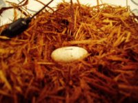 tribbie egg #1.jpg