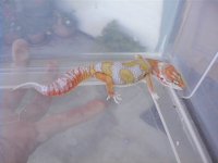 pretty geckos 019.jpg
