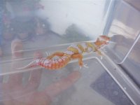 pretty geckos 018.jpg