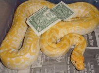 b_snake.8069.1.jpg