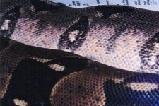 r k konstrictors 002.jpg