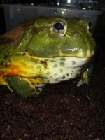 Kermit2.jpg