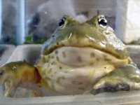 Kermit8.jpg