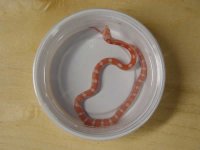 Candycane Motley.jpg