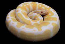 albino ball.jpg