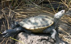 cropped e. diamondback terrapin.jpg