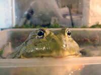 Kermit9.jpg
