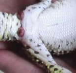 prolapse1.jpg