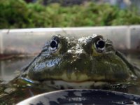 Kermit11.jpg