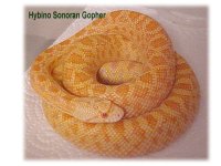 hyb sonoran.jpg
