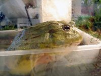 Kermit10.jpg