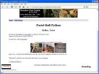 fakepastel.jpg
