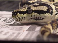 carpetpythonhead.jpg