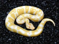 albino ball pic.jpg