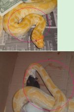 fauna0811me.JPG