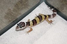 baby gecko 1b.jpg