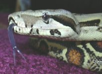 jane6-03tongue.jpg