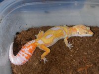geckos 028.jpg