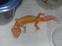 geckos 035.jpg
