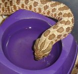 drink_hog.jpg