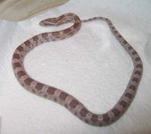 20060612hypoghost0001.JPG