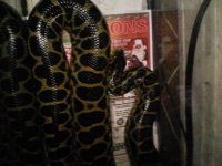 yelloconda.jpg