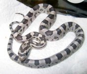 20060612hypoghost0002.JPG