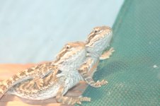 beardies.jpg