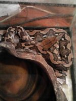 retic2-06.jpg