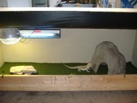 cage set-up.JPG