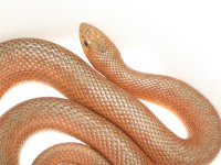 04' Male Mole Snake1.jpg