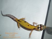 Baby-Female-Red-Stripe.jpg