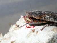 roach_male.jpg