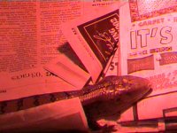 dvc00005.jpg