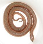 04' Male Mole Snake.jpg