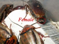 roach_female.jpg