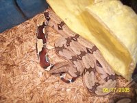 Marajo, Guyana female my basin.jpg