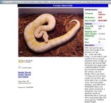 reptilemarketadalbino.jpg