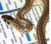 06' Female Mole Snake2.jpg